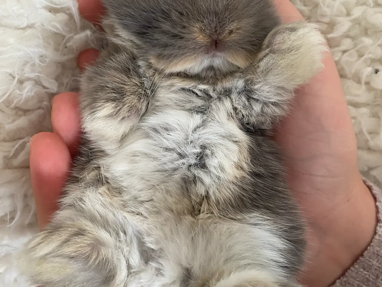 Billede 9 - Mini lop kanin unger