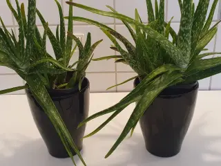 stueplanter, grønne planter