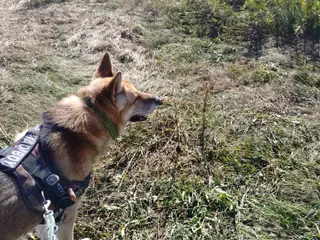 Hund søges