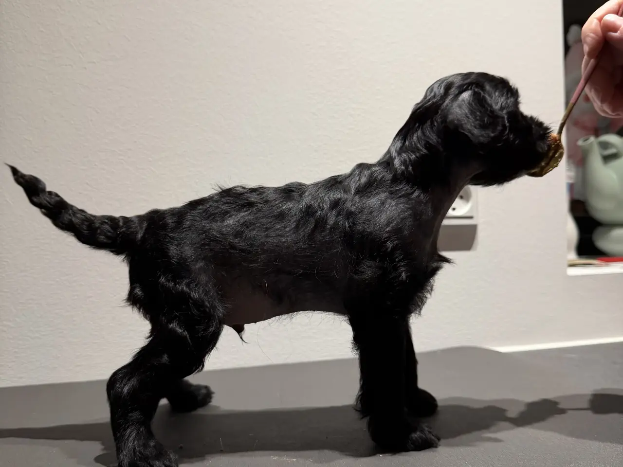 Billede 9 - Chinese crested/Kinesisk hårløs, allergivenlige