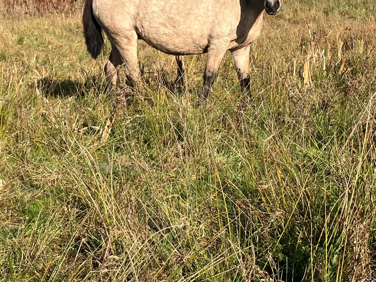 Billede 3 - Sød ponyhoppe, 6 år