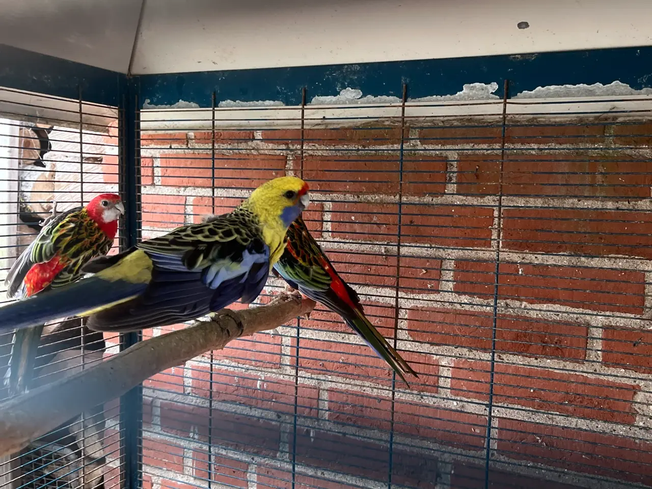 Billede 2 - 1.1 Gul Rosella