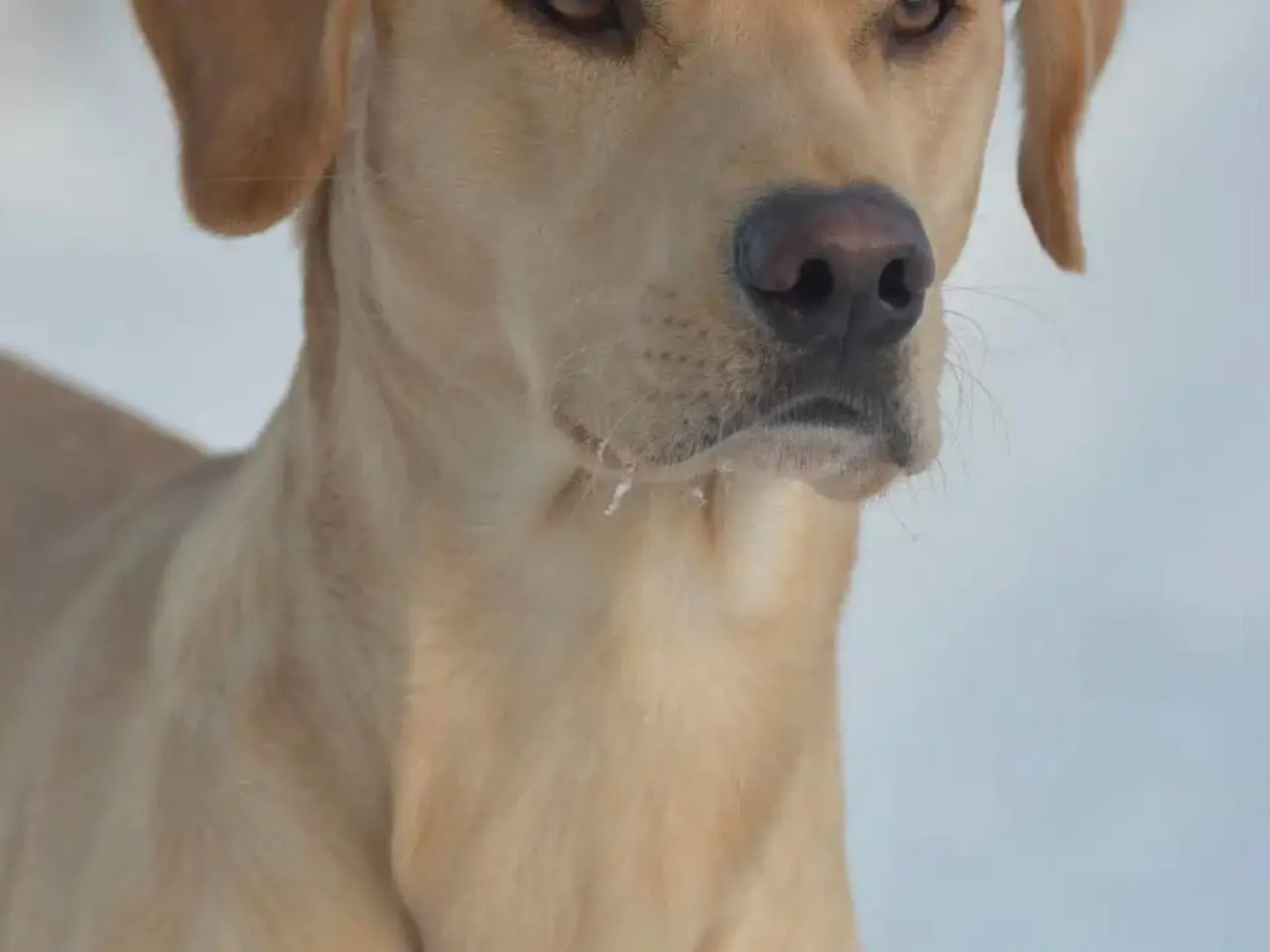 Billede 3 - Kun 1 han tilbage - Labrador med DKK stamtavle
