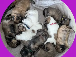 Pekingeser, Malteser mix - hvalpe hvalp hundehvalp - 2