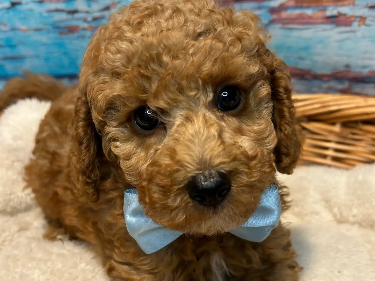 Billede 14 - 🐾✨ Skønne Mini Maltipoo hvalpe klar juli/August