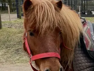 Solgt - Rolig, sød shetlænder vallak 6 år sælges
