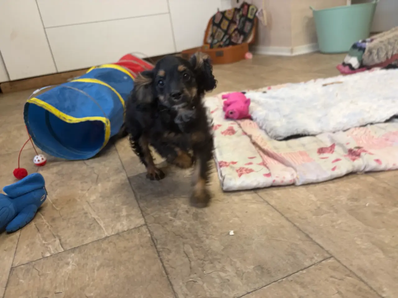 Billede 20 - Små virkelig fine mini Cavapoo babyer