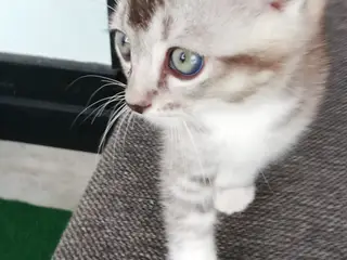 Grey – en høflig og kærlig Scottish Fold han søger