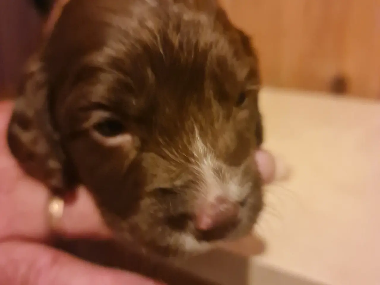 Billede 4 - Engelsk springer spaniel FT