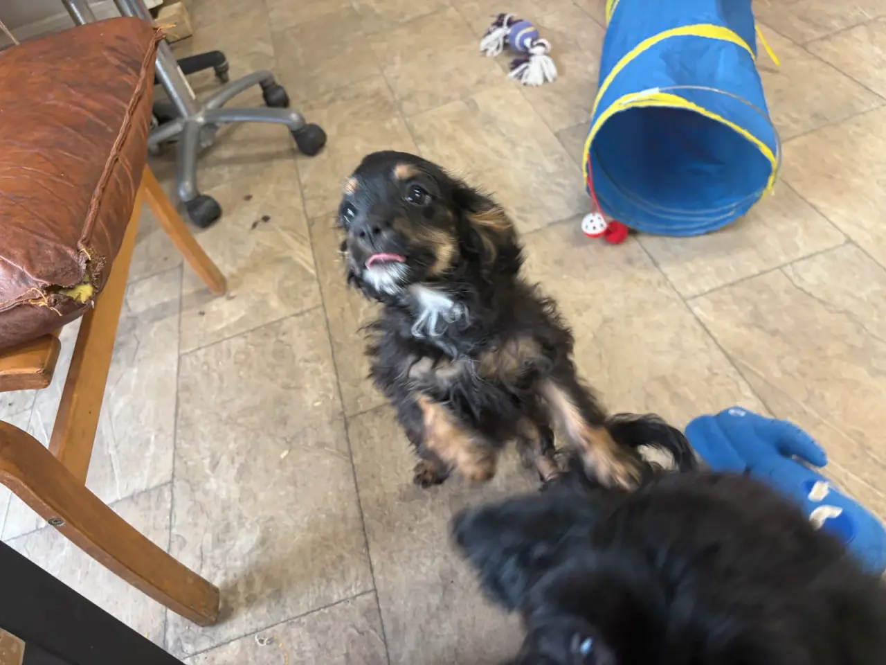 Billede 7 - Små virkelig fine mini Cavapoo babyer