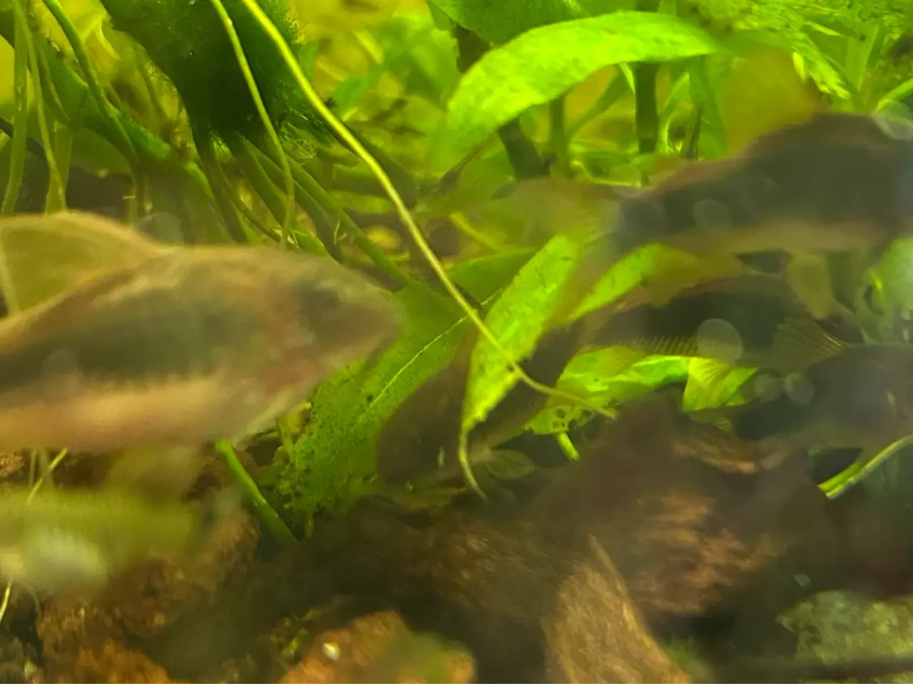 Billede 4 - 🐟 Kobber pansermaller 3-4 cm  | Afhentes i Viby J