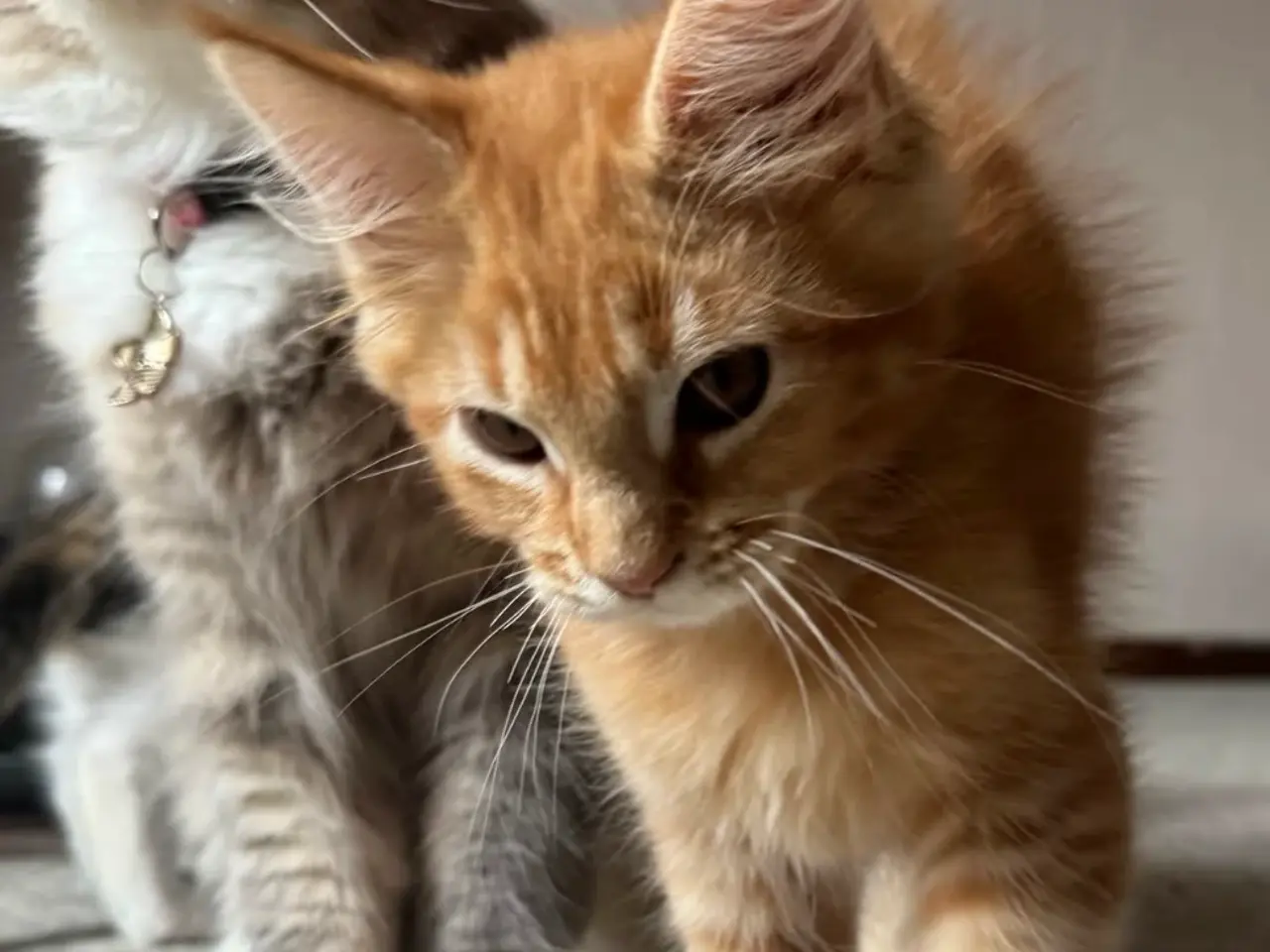 Billede 5 - Maine Coon hankilling