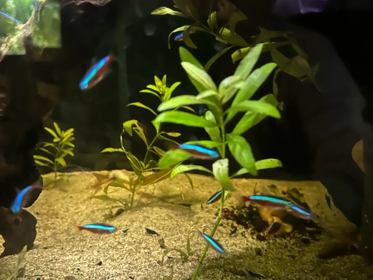 Billede 7 - 🐟🔥 Rød Neon – farverige stimefisk | Afhentning V