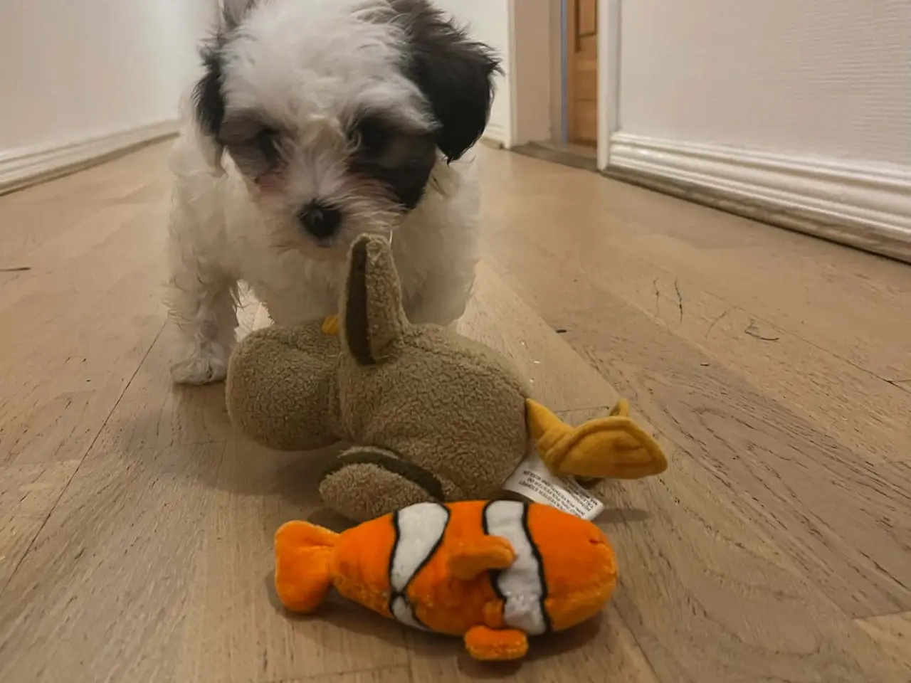 Billede 1 - Coton de tulear hvalpe