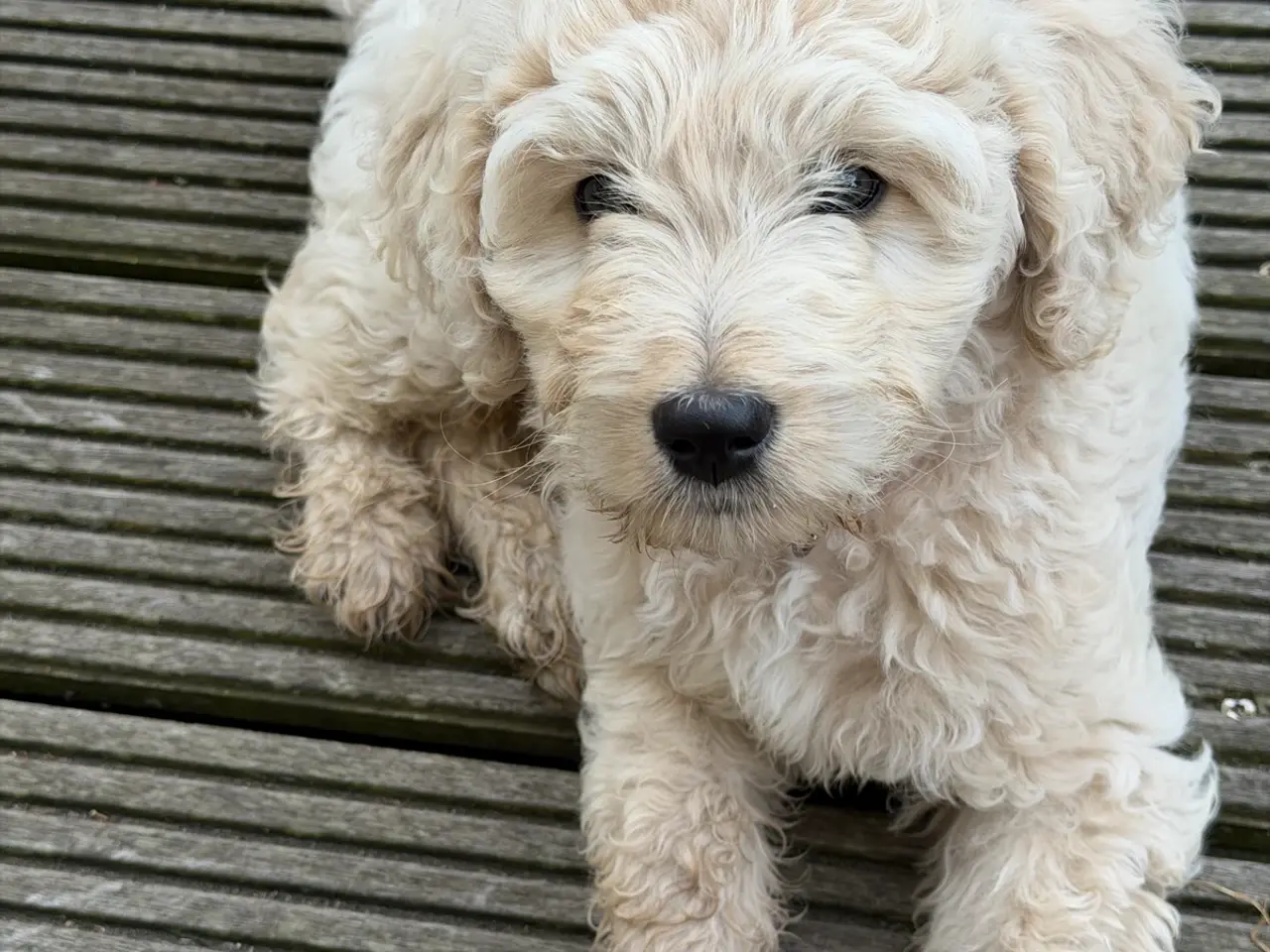 Billede 2 - Labradoodle - Otto sælges til halv pris