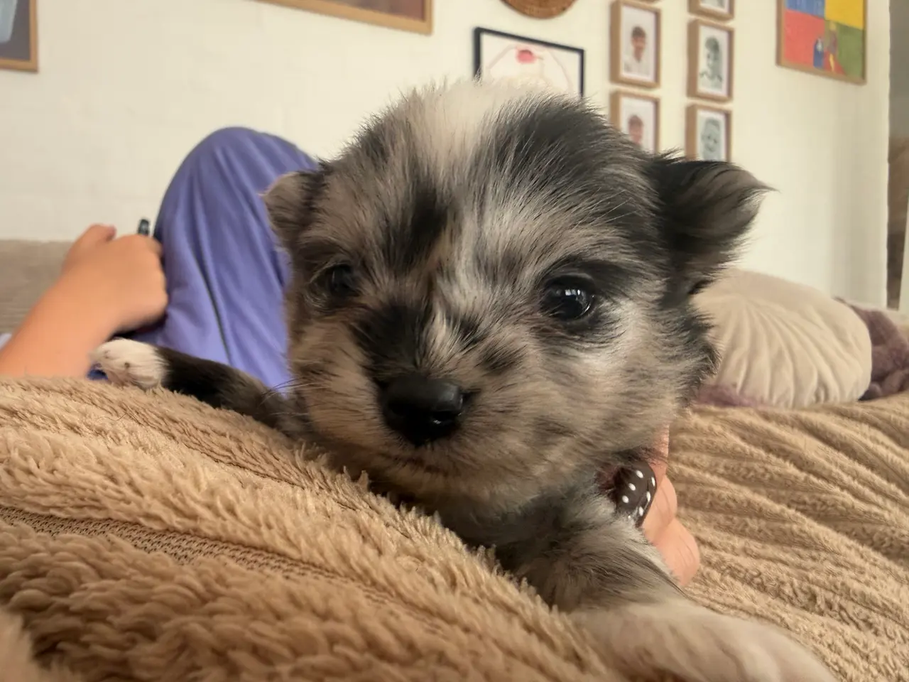 Billede 9 - Pomchi lille fyr