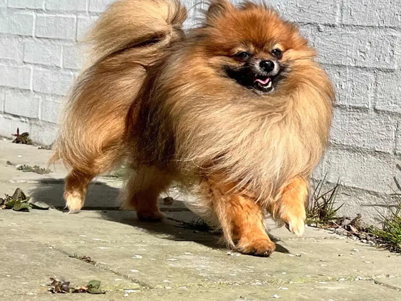 Billede 9 - Mini Pomeranian 