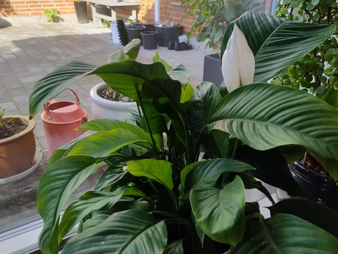 Billede 8 - 9 store stueplanter med potter 