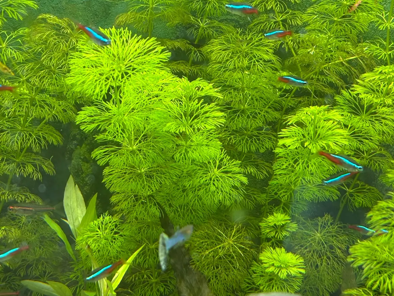Billede 9 - 🌿 Levende akvarieplanter – 2 stk. GLS