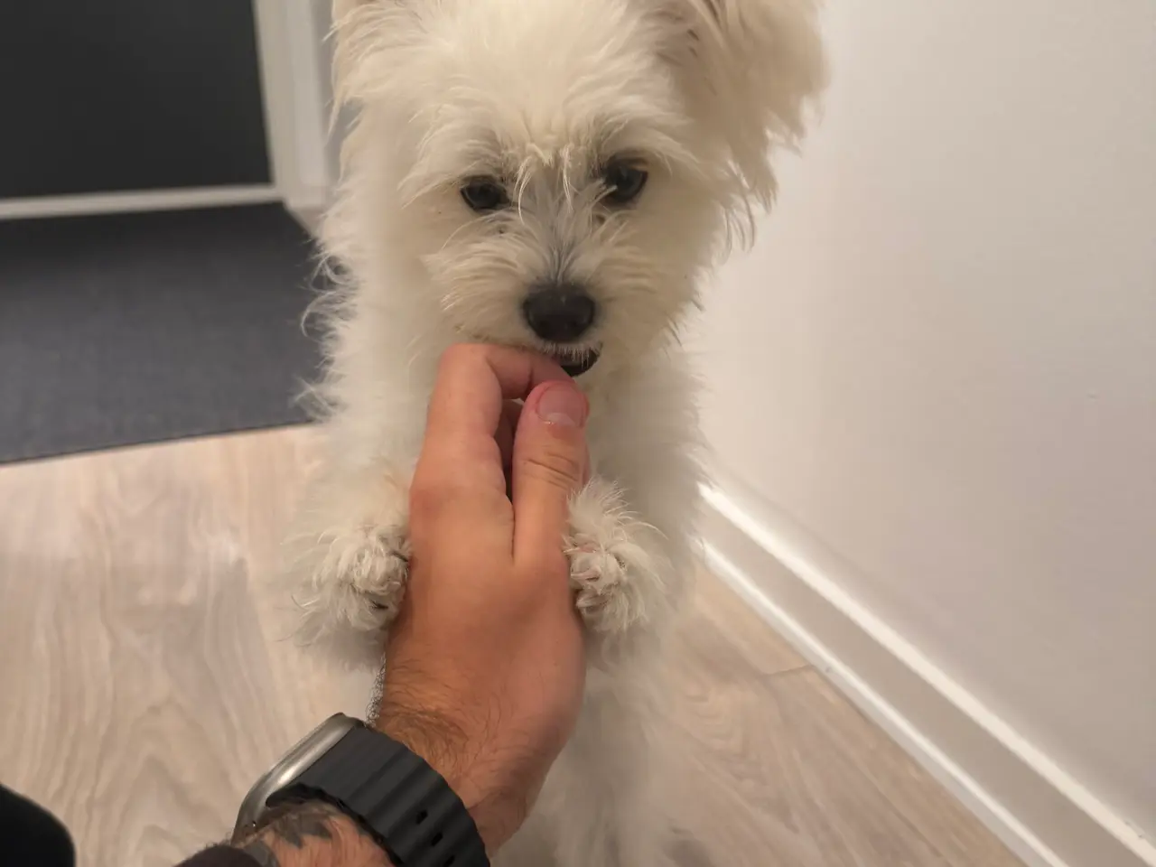 Billede 2 - Maltipoo søger sit sidste hjem❤️
