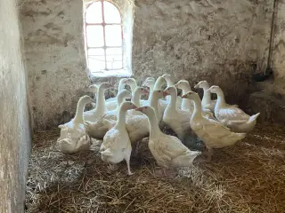 Gæslinger