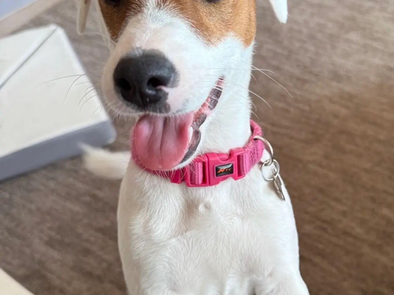 Billede 5 - Jacktese hvalpe ( Jack Russel terrier + Maltiser )