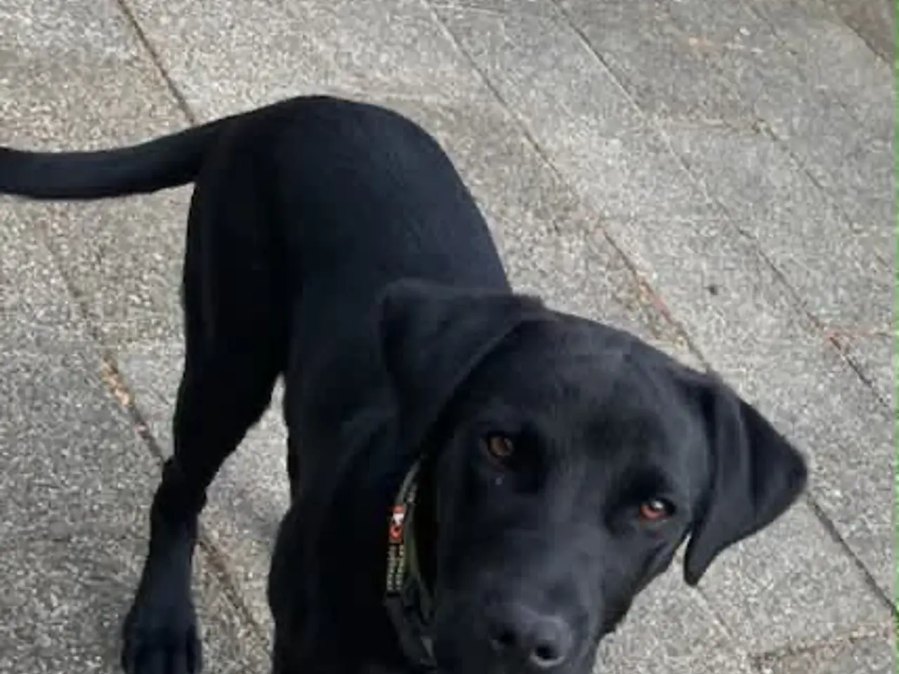 Billede 5 - Labrador/retriver/staffordshire bullterrier