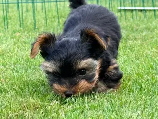 Yorkshire Terrier leder efter nye familie
