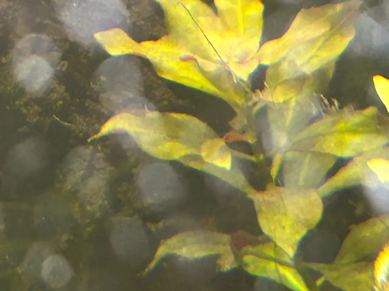 Billede 13 - 🌿 Levende akvarieplanter – 2 stk. GLS