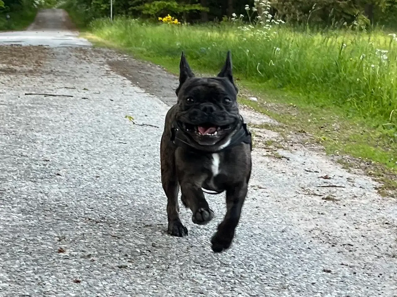 Billede 2 - Fransk bulldog søges
