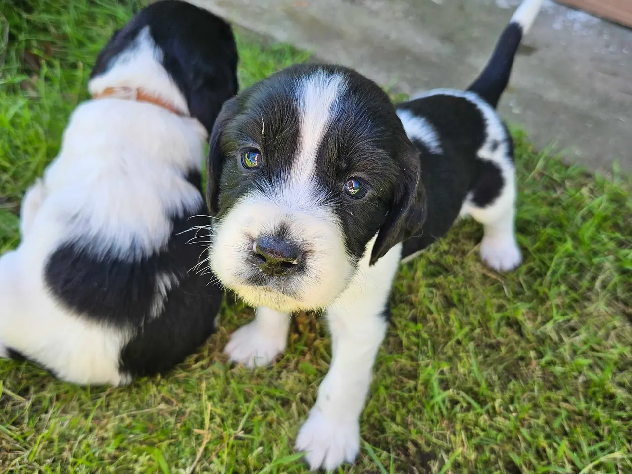 Billede 11 - Engelsk springer spaniel 