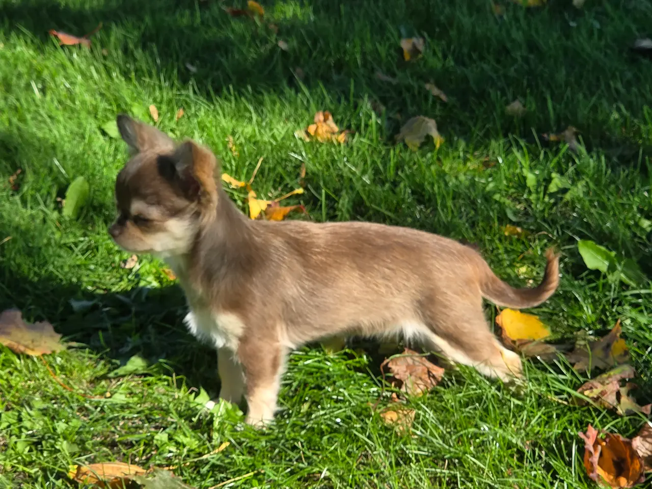 Billede 3 - Langhåret husky-chihuahua. Hun