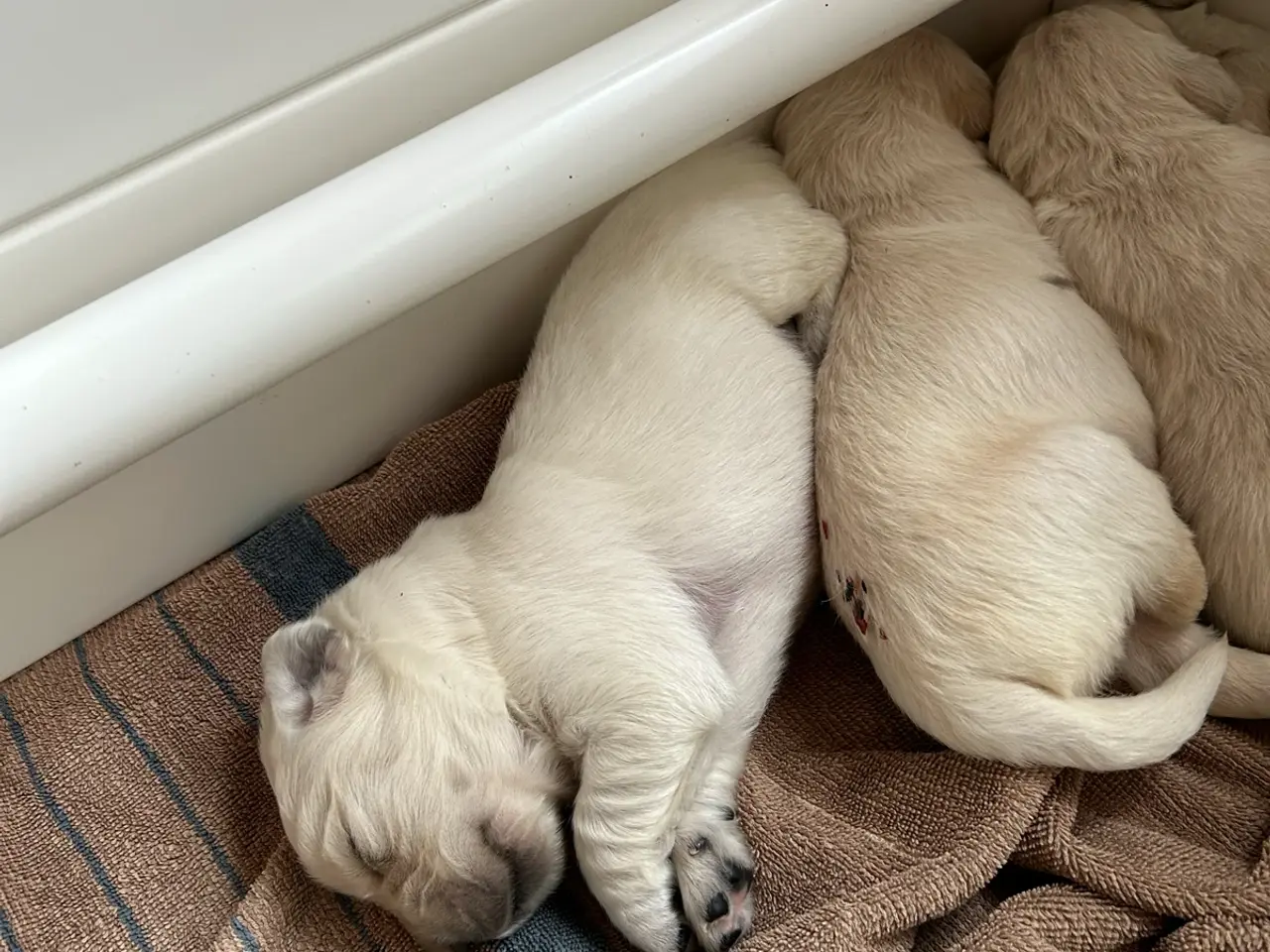Billede 2 - Golden Retriver