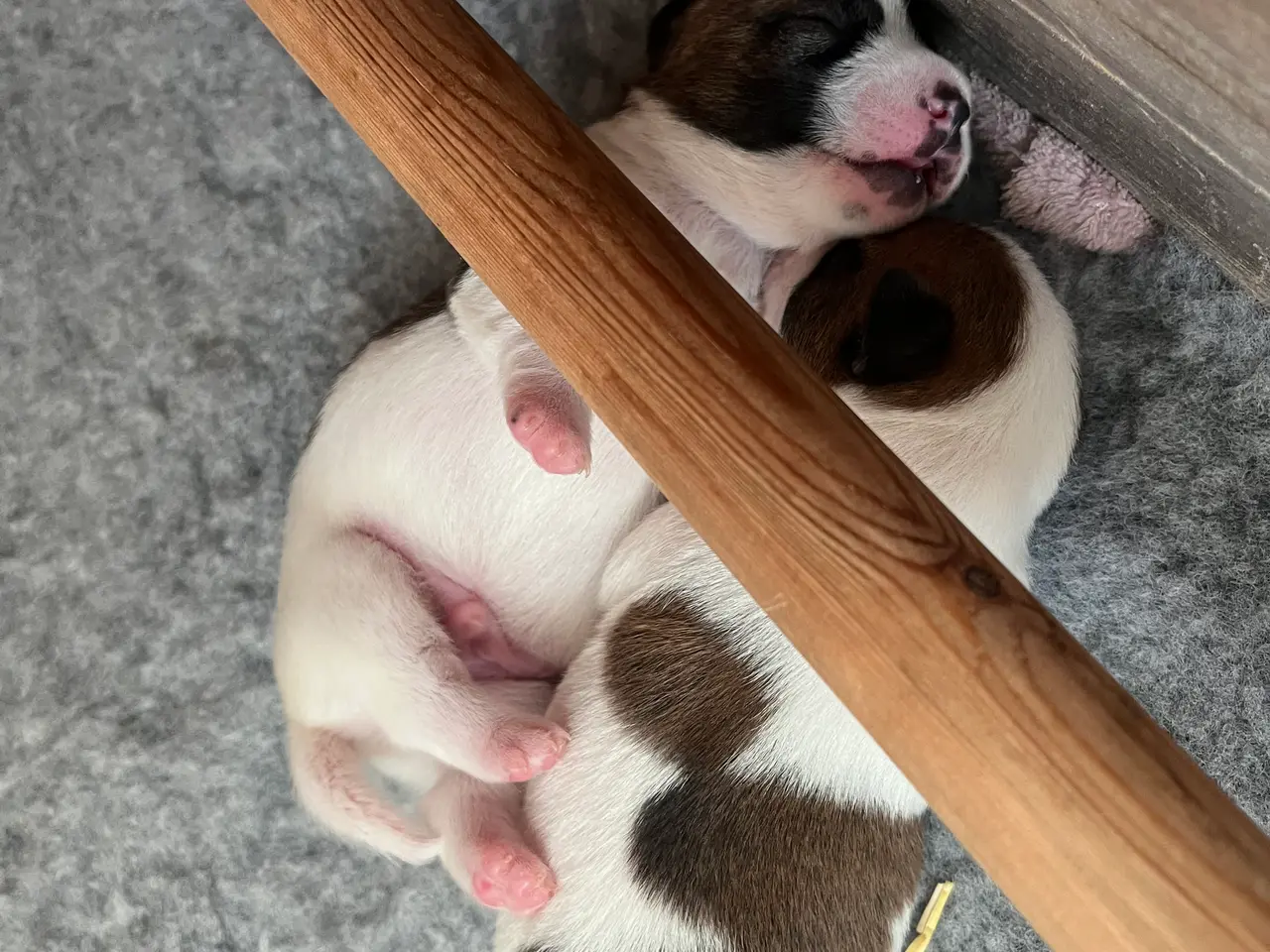 Billede 9 - Skønneste Jack russel hvalpe