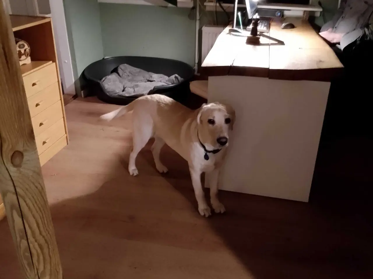 Billede 4 - Labrador Retriever han 10 måneder.