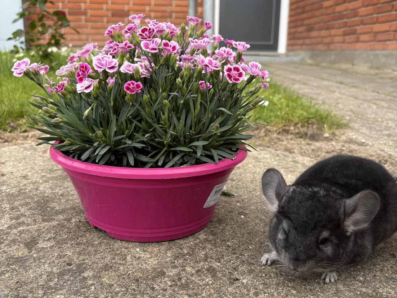 Billede 2 - HAN Pure grey chinchilla