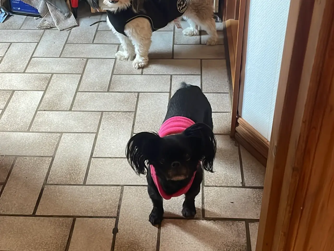 Billede 2 - Skøn hund søger nyt hjem