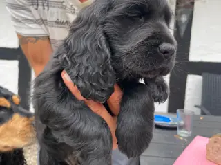 engelsk cocker spaniel - 2