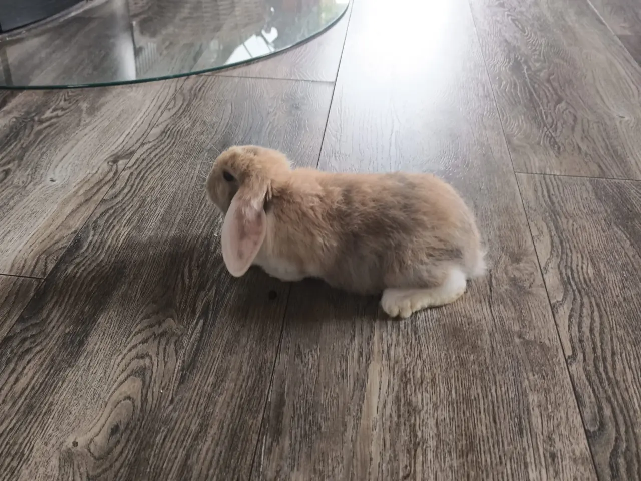 Billede 5 - 2 Sød og kærlig mini lop kaninunge 🐰