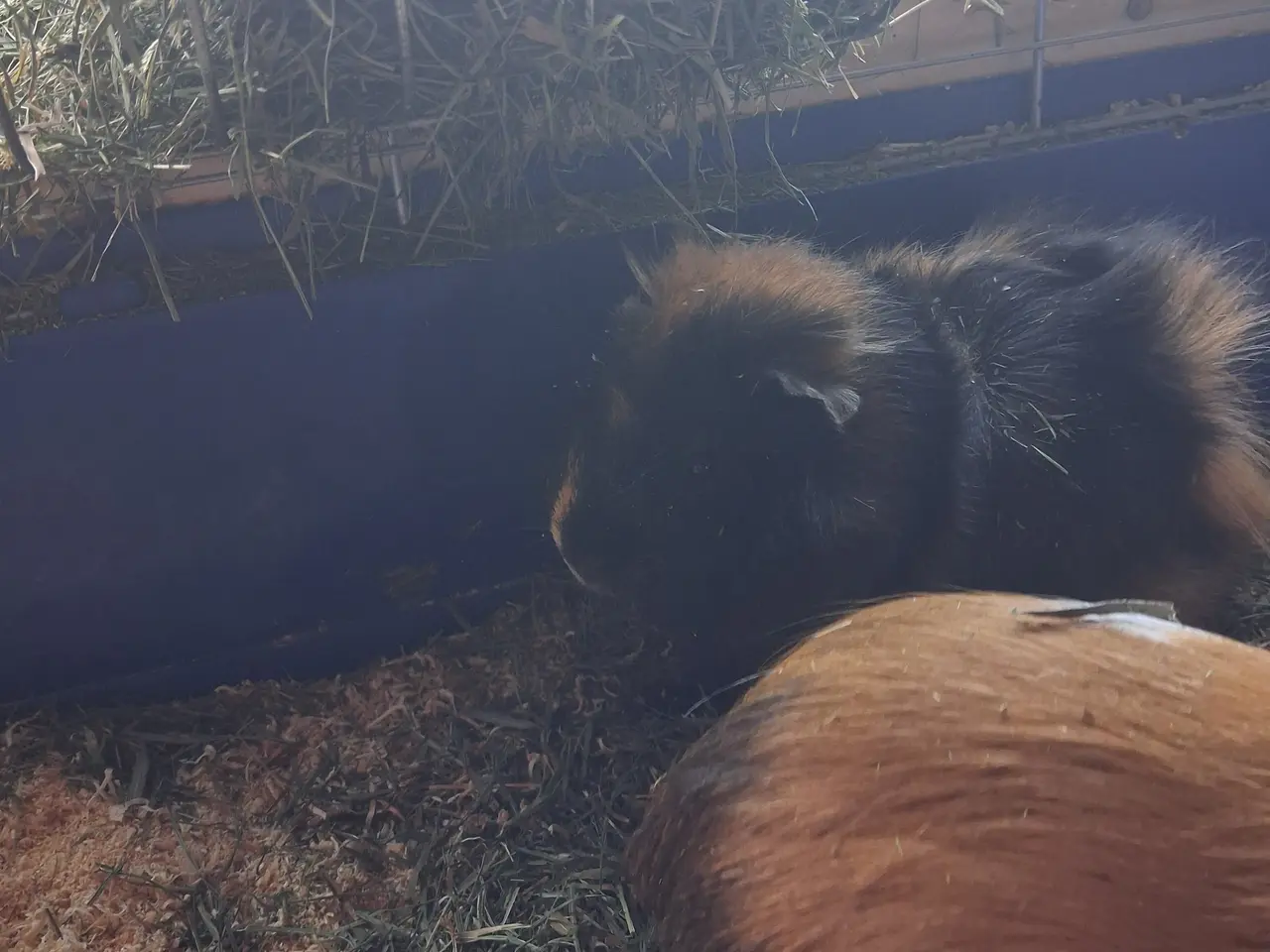 Billede 3 - Marsvin hun 5 år unge 1 /2 år