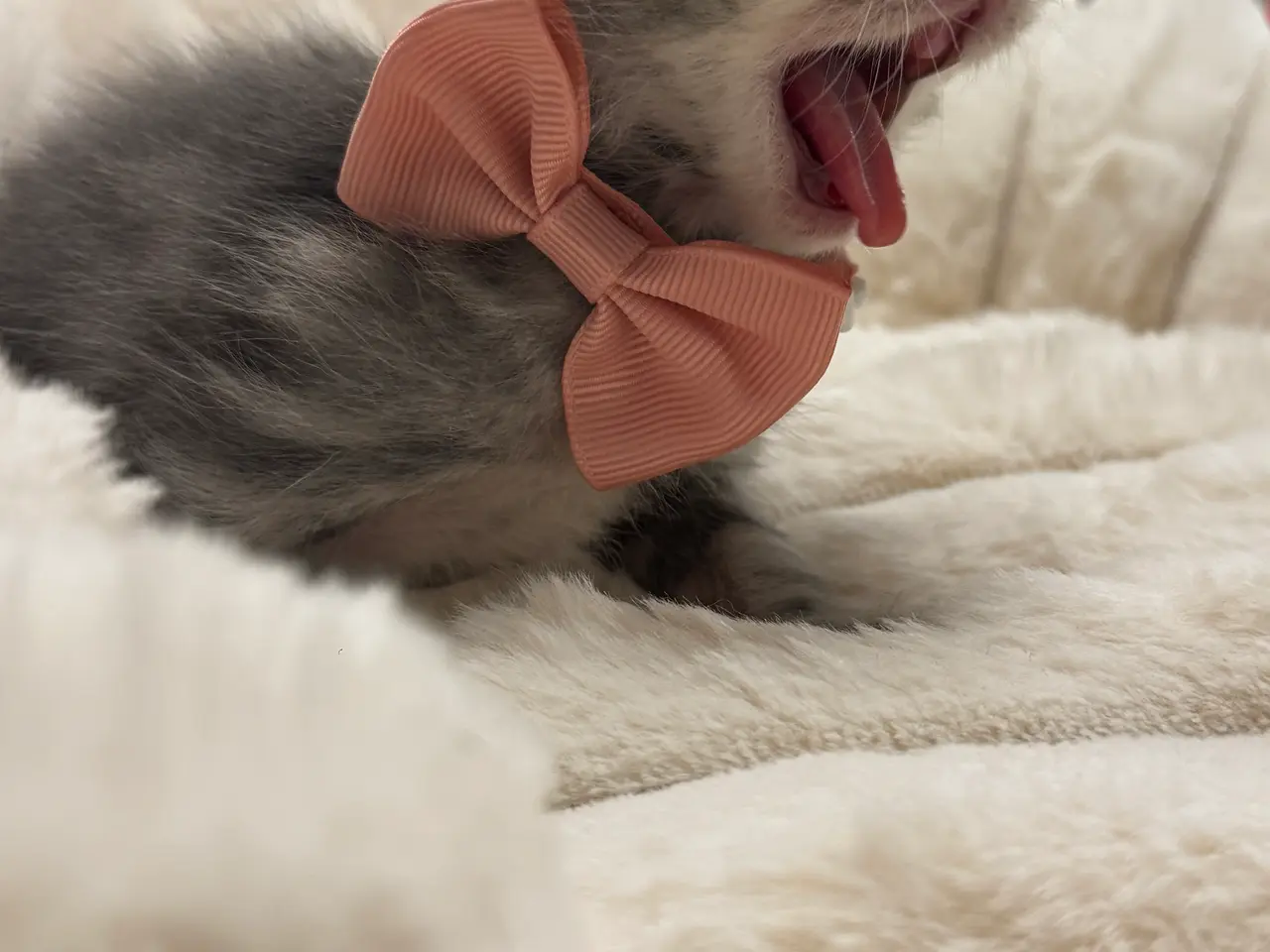 Billede 12 - Unikkeste British Shorthair Killinger til Salg