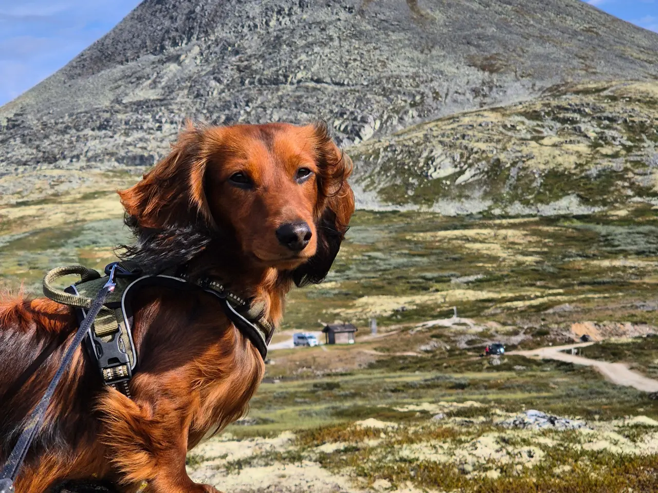 Billede 4 - Dværggravhund til Parring