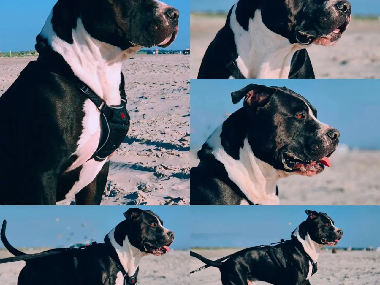 Billede 2 - Xl bully han