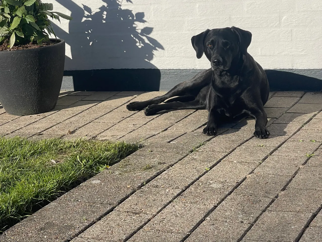 Billede 5 - Labrador hvalpe søger ny madmor