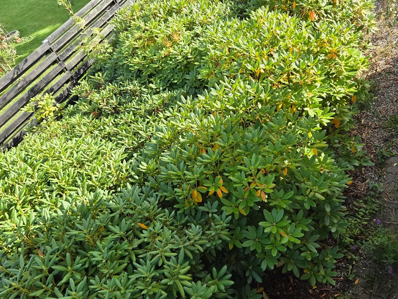 Billede 2 - Rododendron til gratis afhentning