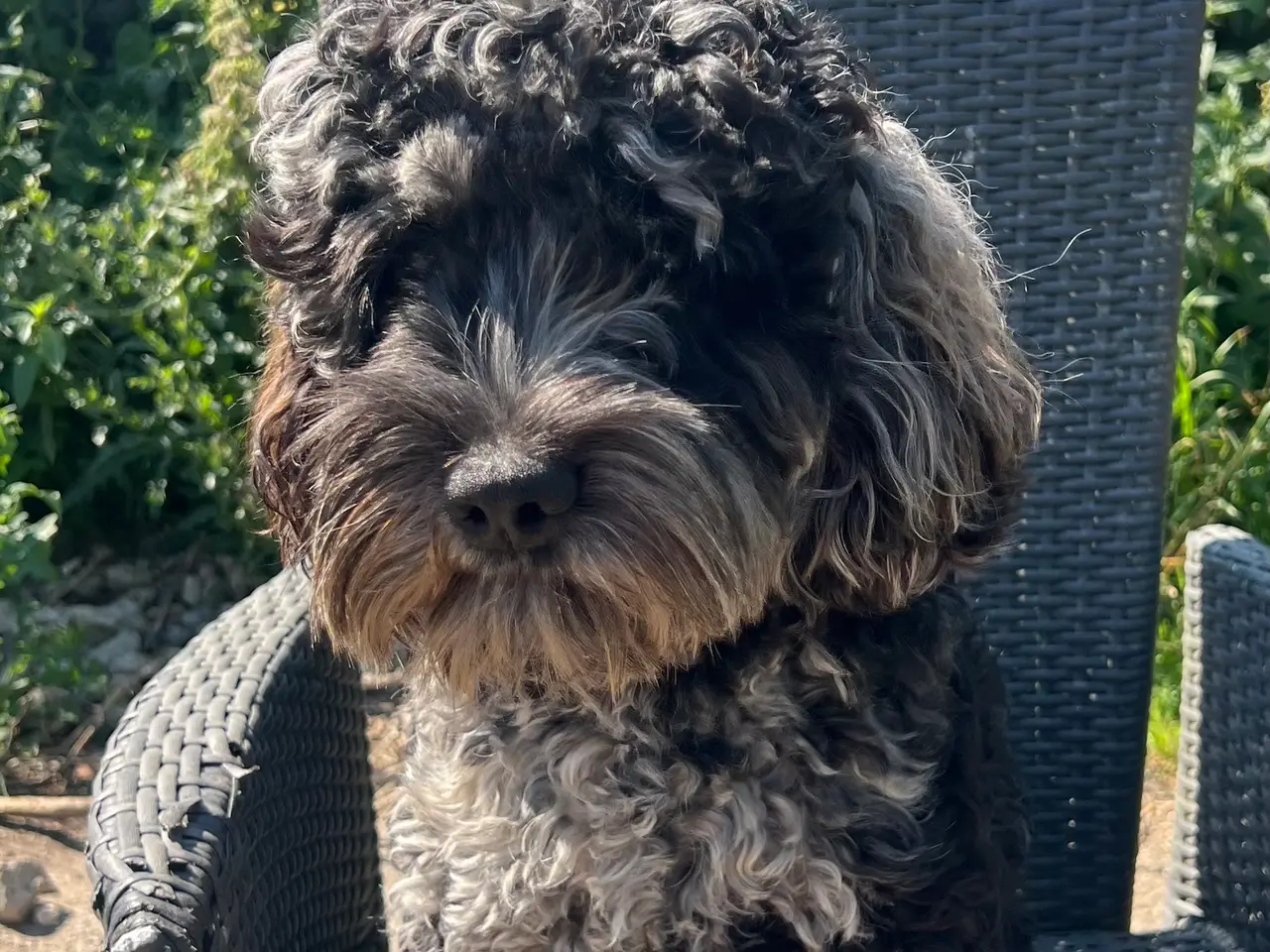 Billede 2 - Goldendoodledoo