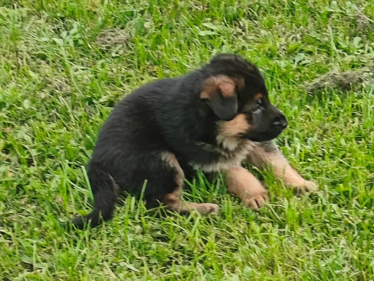 Billede 4 - Kennel Gipsygården