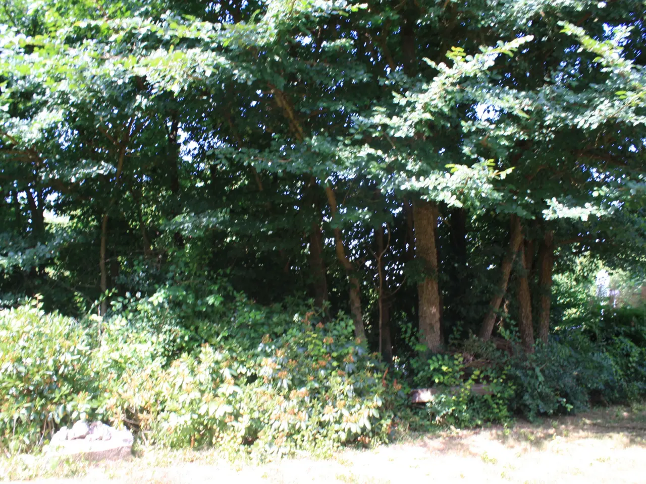 Billede 1 - Kork elm bortgives