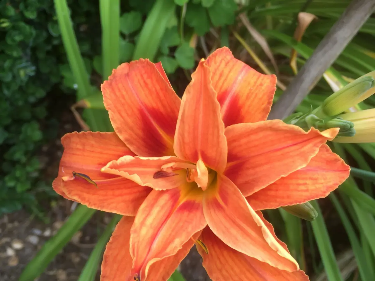 Billede 1 - Dobbelt orange daglilje