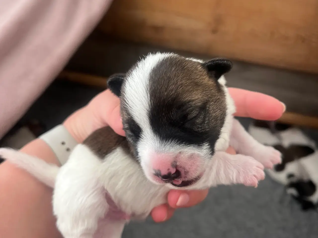 Billede 3 - Skønneste Jack russel hvalpe